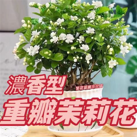 陽台種茉莉花|家裡可以種茉莉花嗎？